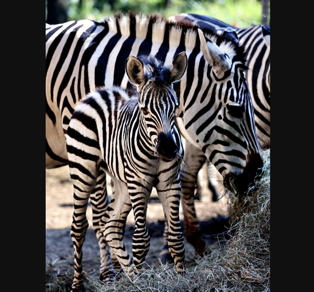 Zebra born at Irvine Park Zoo in Chippewa Falls