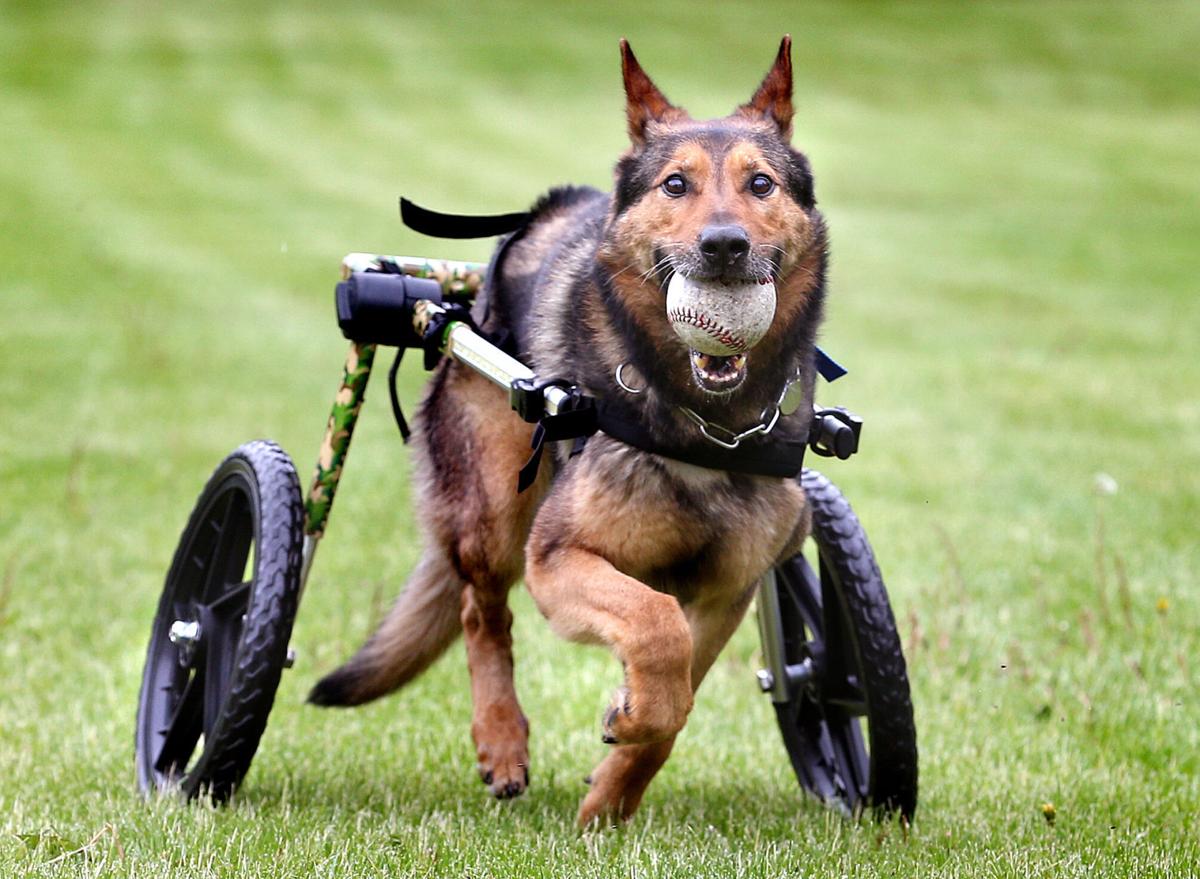 wheelchair dog police canine retired mobility wheels crosse detection regains donated dogs disabled chair wheelchairs brutus lacrossetribune gunnar narcotics nonprofit