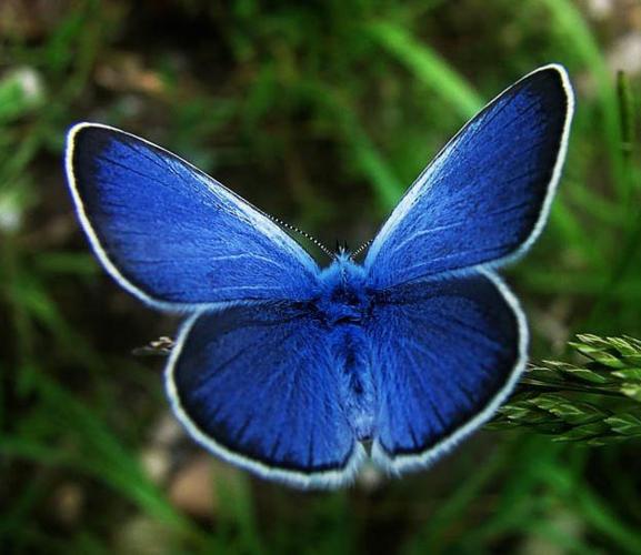 How to help Wisconsin's 150 species of butterflies