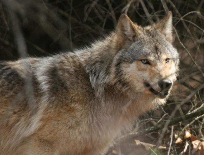 Iowa man fighting to get back his 'emotional support' coyote