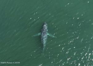 A humpback whale in Washington state is missing its tail. One expert calls the sight 'heartbreaking'