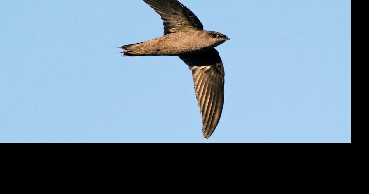 WisDNR asks public to help count chimney swifts before they migrate south