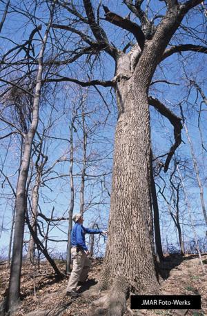 Ash trees may be too weak for tree stand use