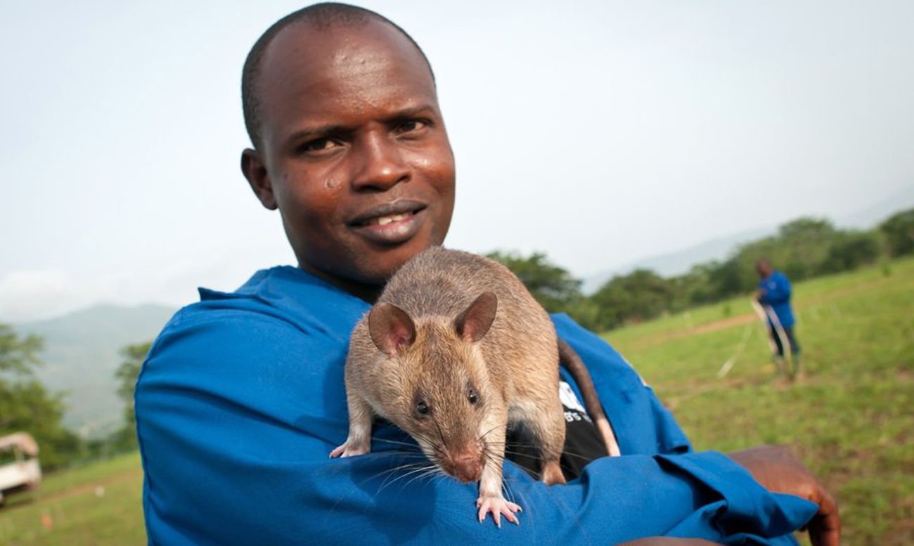 A Q&A: Giant rats trained to help stop wildlife trafficking in Africa