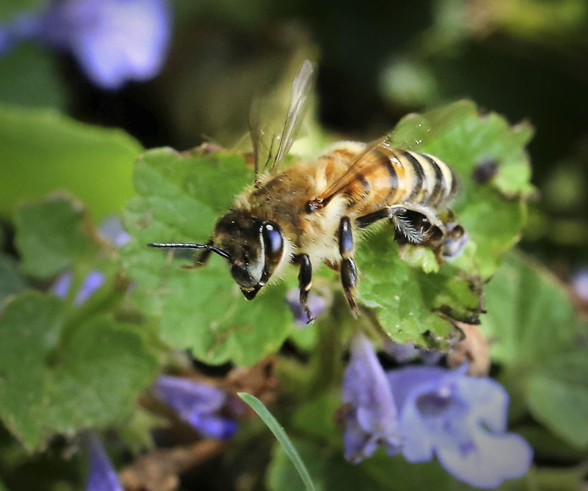 For Wisconsin beekeepers, a question To migrate, or not