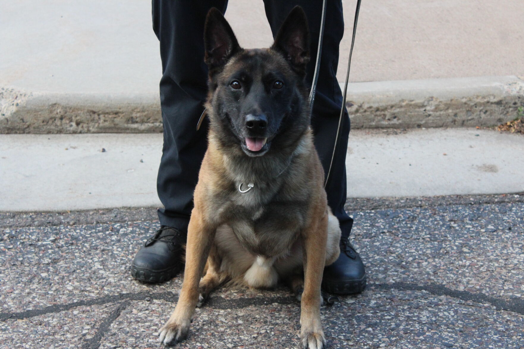 Police k9 off sales duty