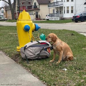 Dog left tied to fire hydrant in Green Bay; Humane Society shares message for owner