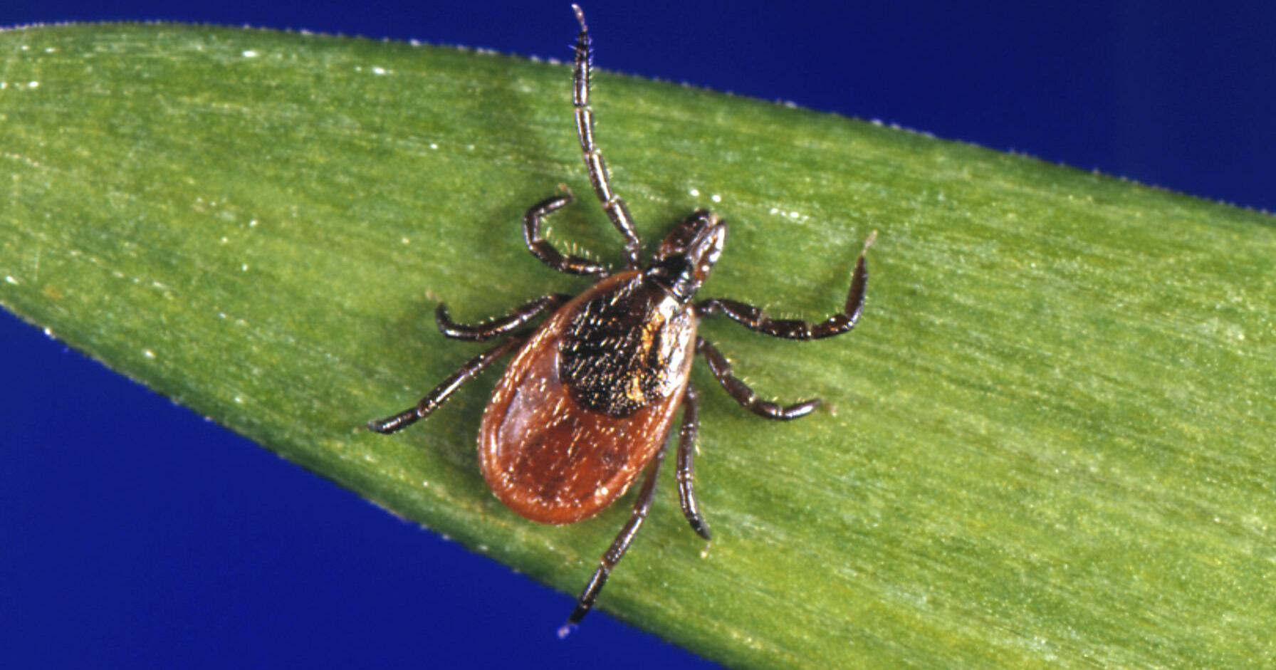 Wisconsin, Minnesota among top states for Lyme disease