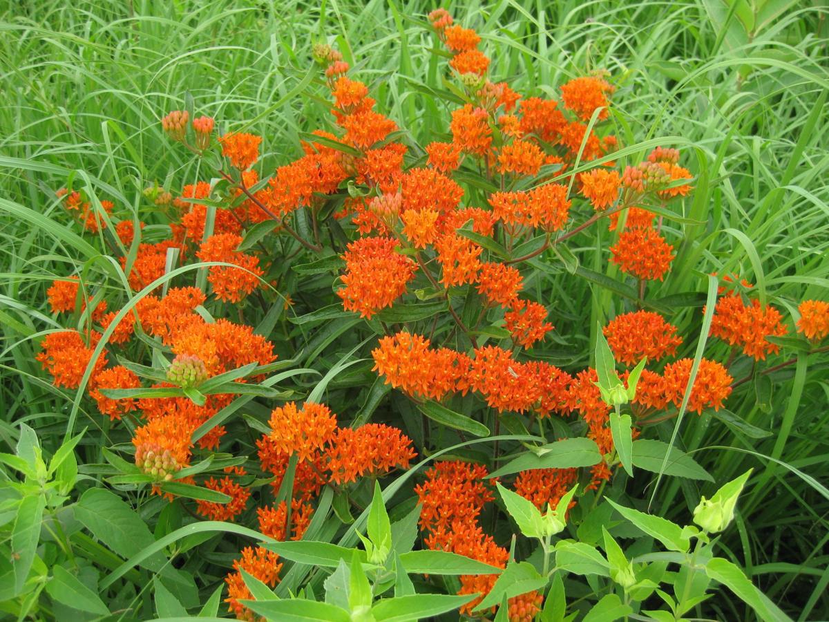 butterfly weed perennial asclepias plant perennials tuberosa plants year garden drenching continues lacrossetribune grass commonly association known choose board prairie