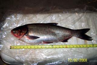 Invasive Asian carp rounded up in Mississippi River at La Crosse, Wis.