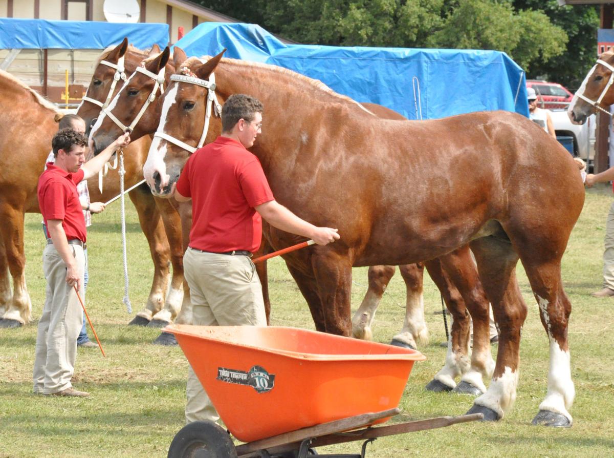 Horses with personality Draft horse halter show at Monroe County Fair