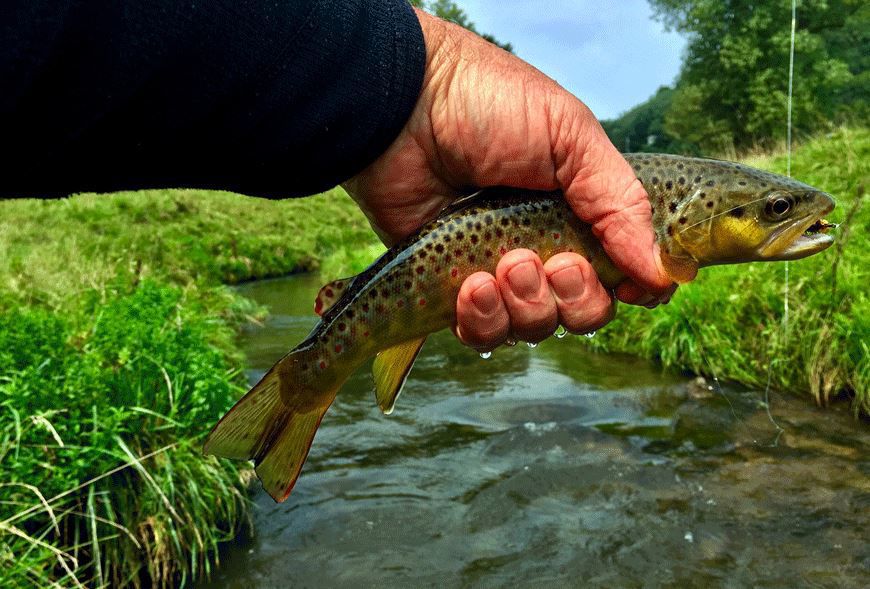 Higher trout numbers and bigger fish noted in summer surveys
