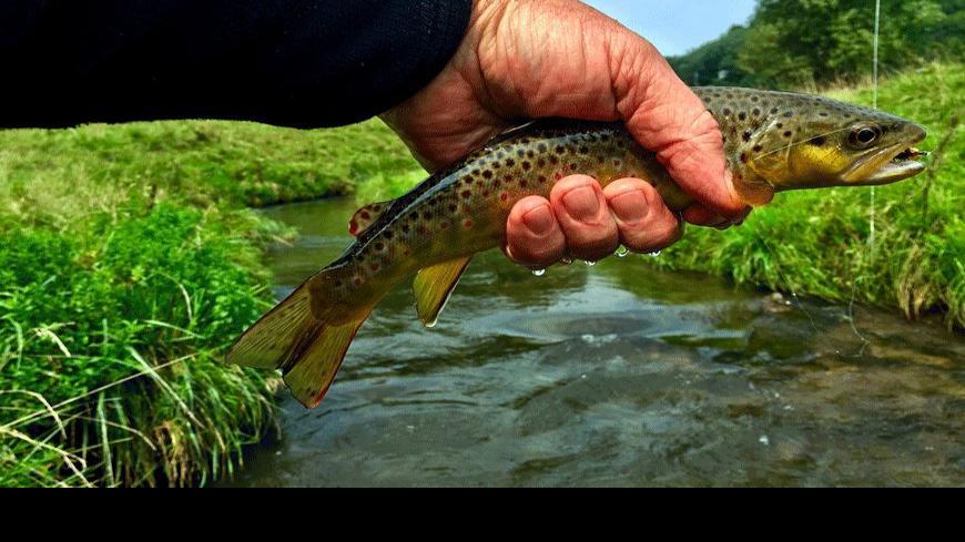 Higher Trout Numbers And Bigger Fish Noted In Summer Surveys Westbytimes Lacrossetribune Com