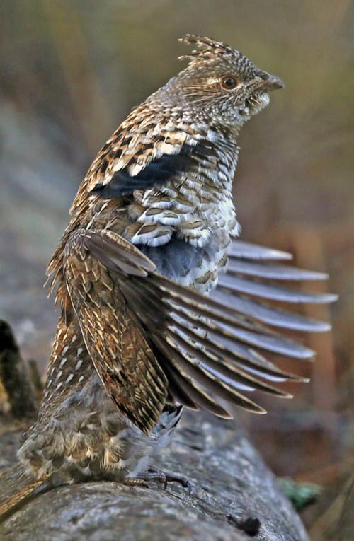Anderson Why Are Young Ruffed Grouse Seemingly Dying More Columns Lacrossetribune Com