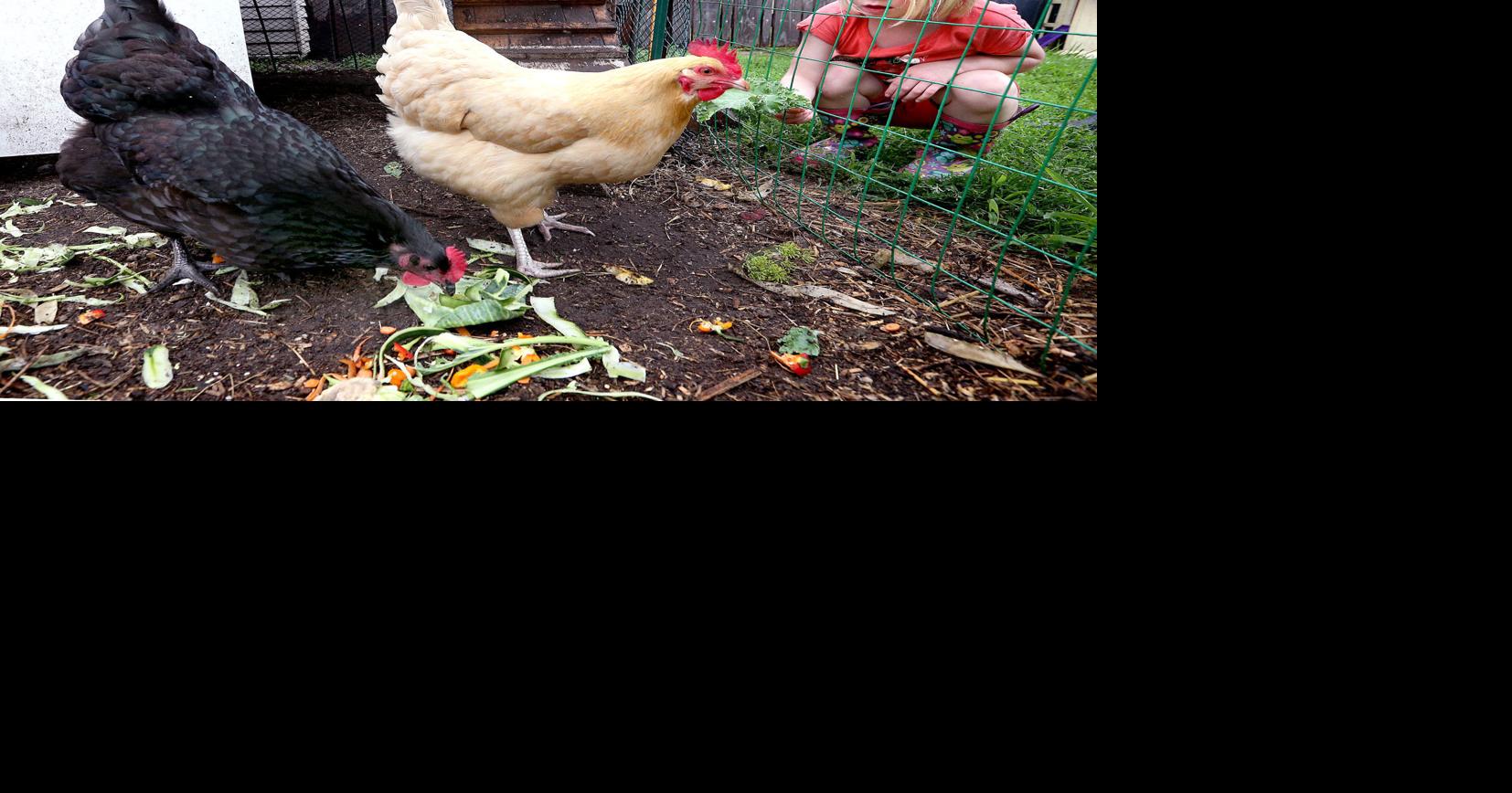 La Crosse County Board approves chickens in town subdivisions