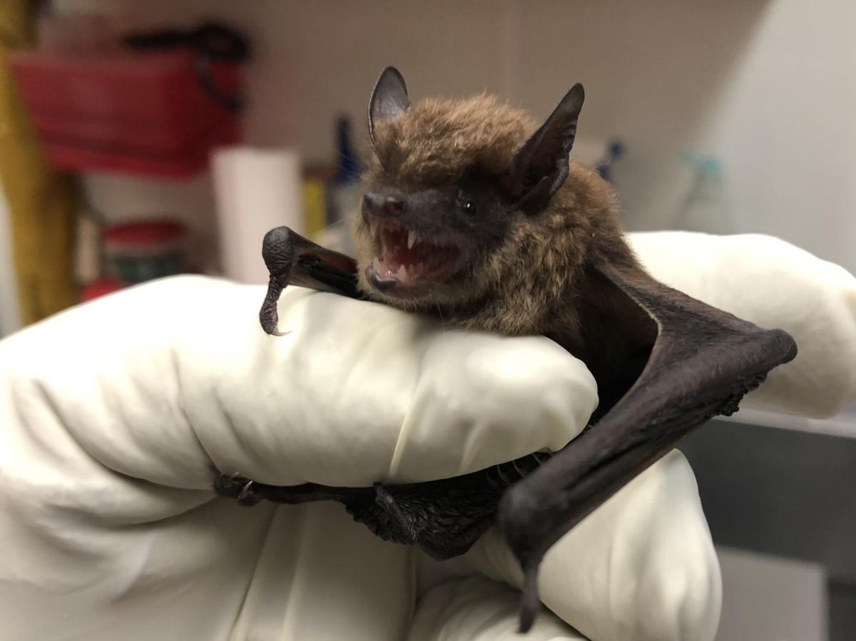 How the Coulee Region Humane Society saves bats that wake up too early
