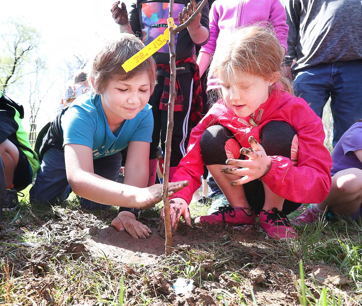 Holmen students plant apple trees
