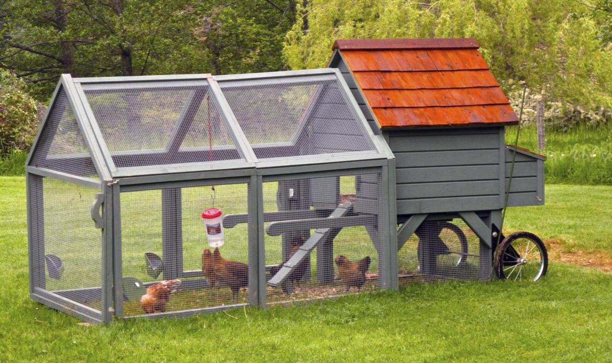 County To Allow Chickens And Other Animals In Residential Districts