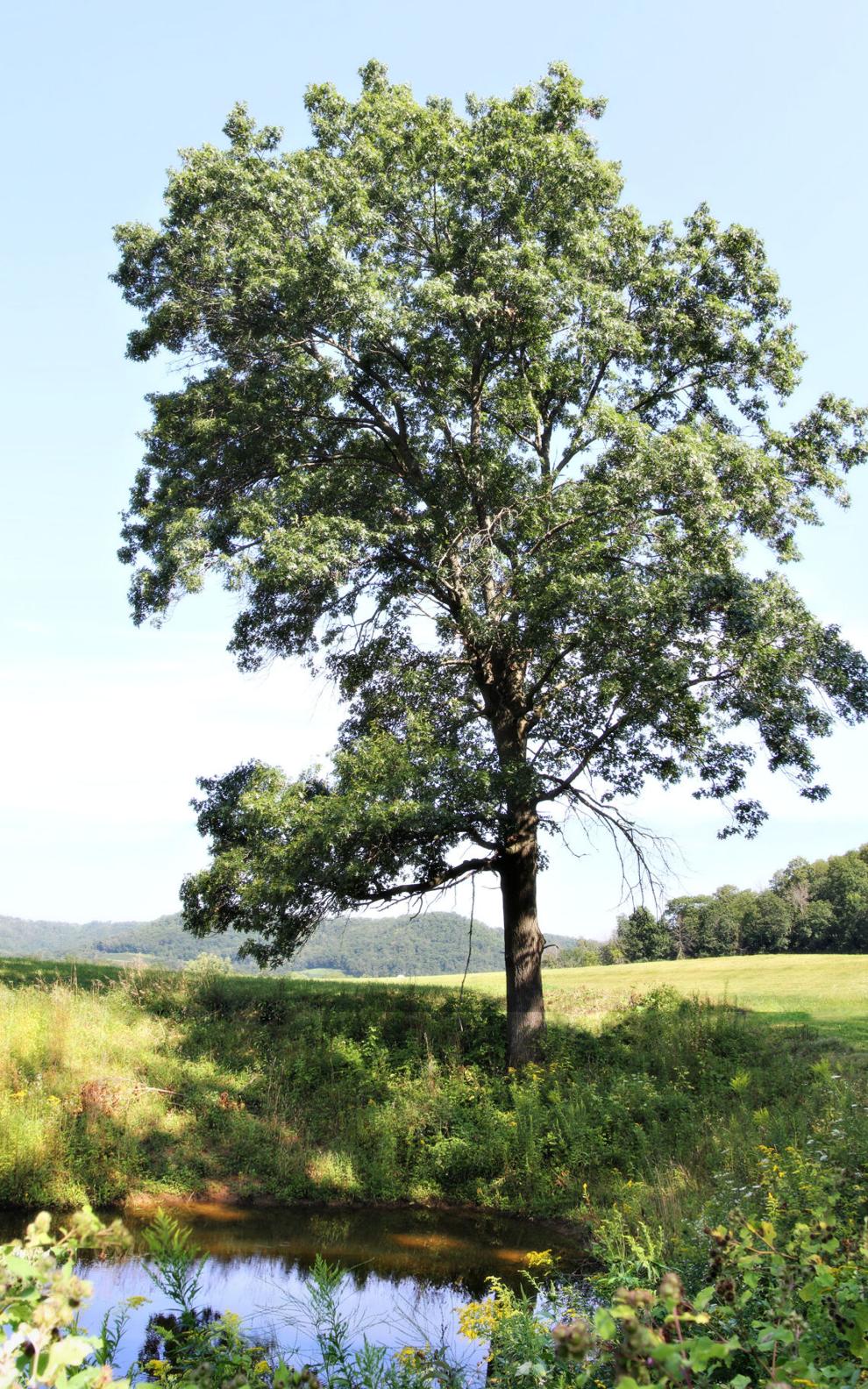 Aimee Schultz's farm A sustainable oasis in Wisconsin