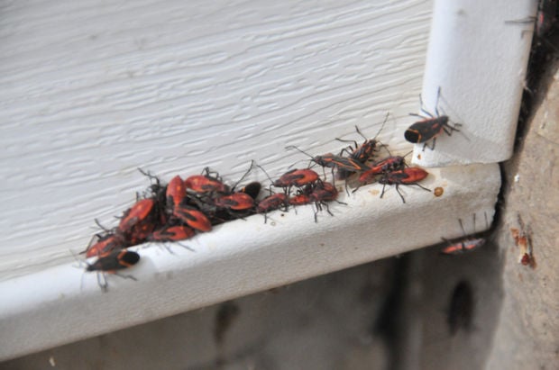 Time To Battle Asian Beetles And Boxelder Bugs