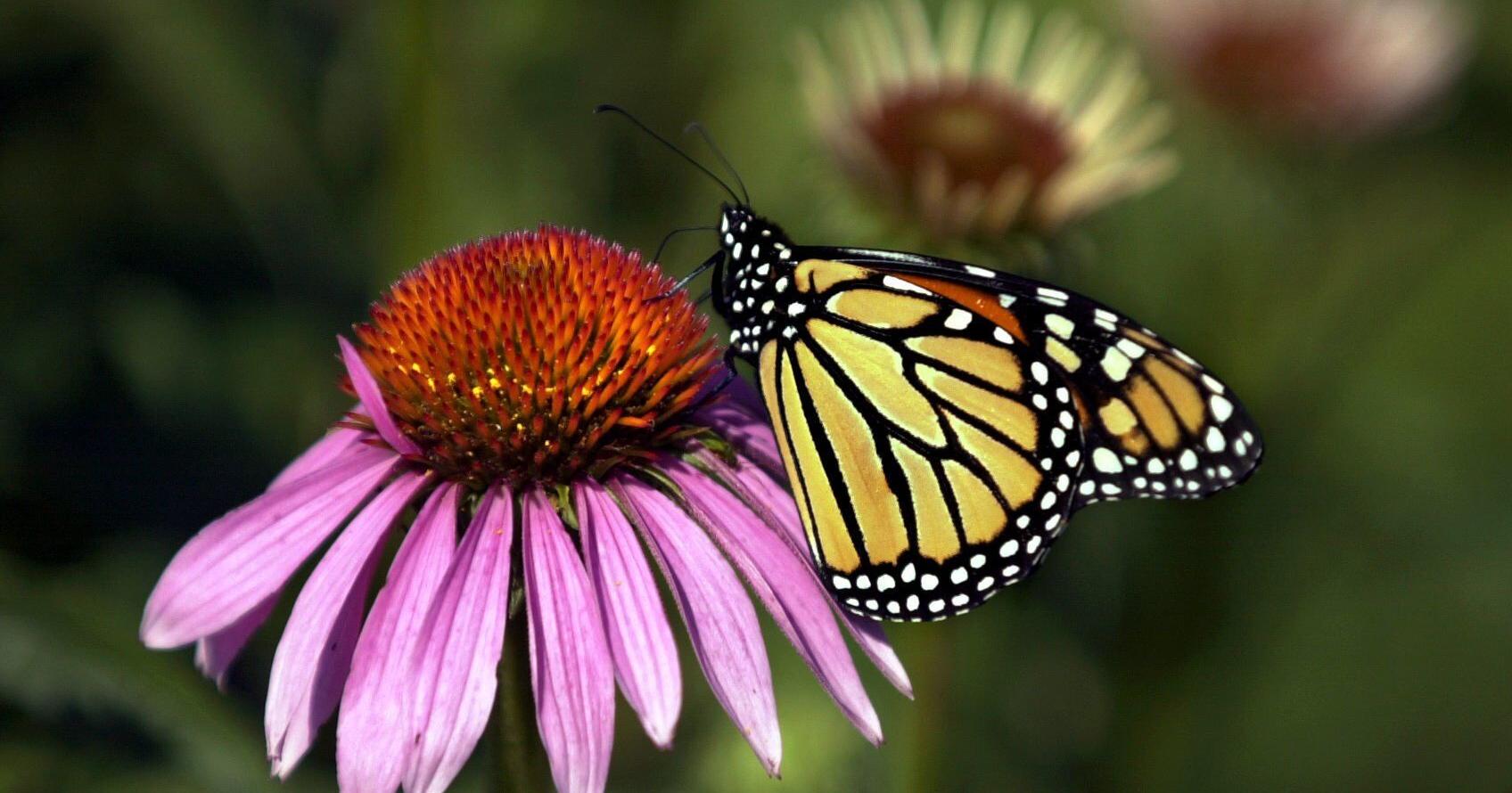 Garden calendar | For the week of June 18 - Vimarsana News