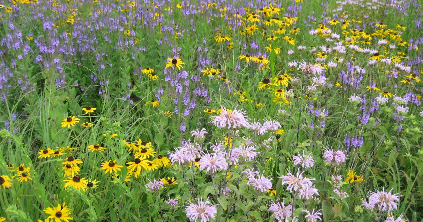 Refuge centennial to honor Aldo Leopold heritage - Vimarsana News