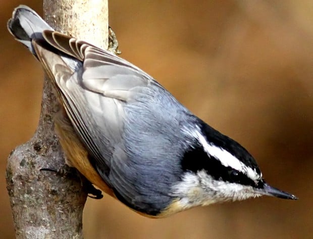 RIDGERUNNER REPORTS: Bird life returns along the Mississippi