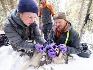 Queen of the wolves: How a one-eyed 11-year-old is defying difficulties in a wild Yellowstone