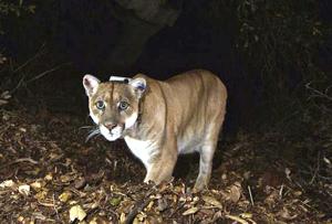 P-22, famed LA mountain lion, euthanized due to severe injuries