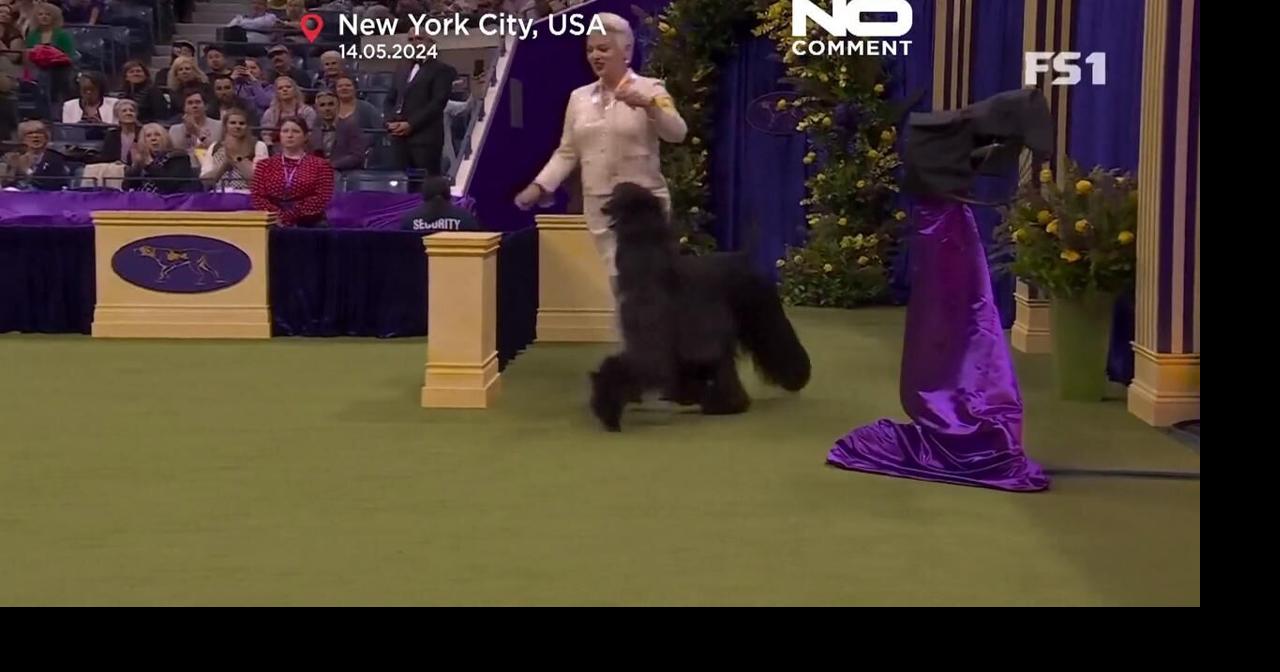 WATCH: Westminster Kennel Club, where canine history is made