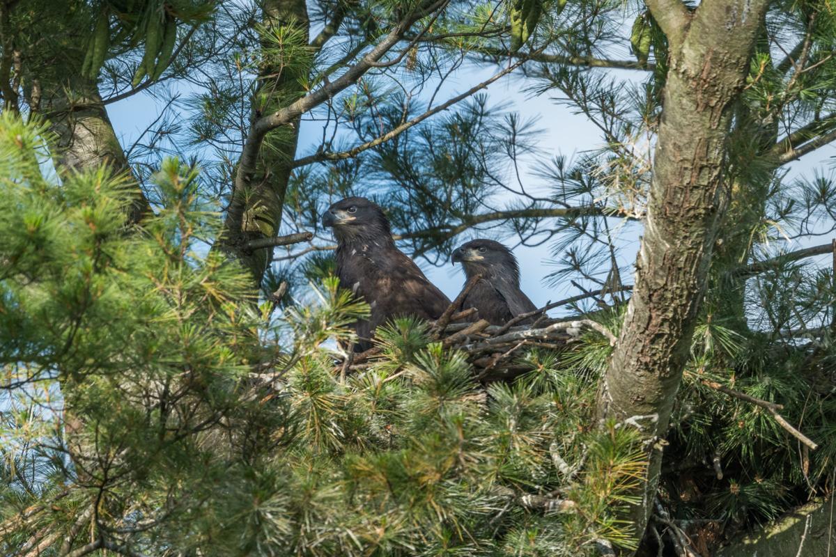 Bald Eagles Make A Soaring Comeback In Southeast Wisconsin