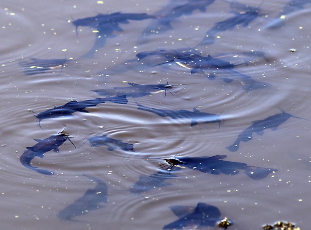 Hot waters suffocate fish