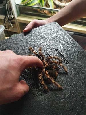 This week in weird news: Brussels drugs raid reveals trove of tarantulas, scorpions