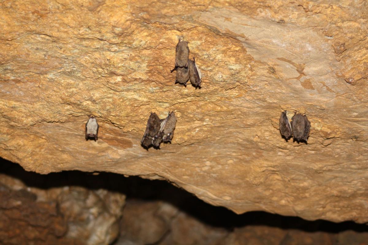 Bock Foundation awards $10,000 to MVC for bat cave | Local News