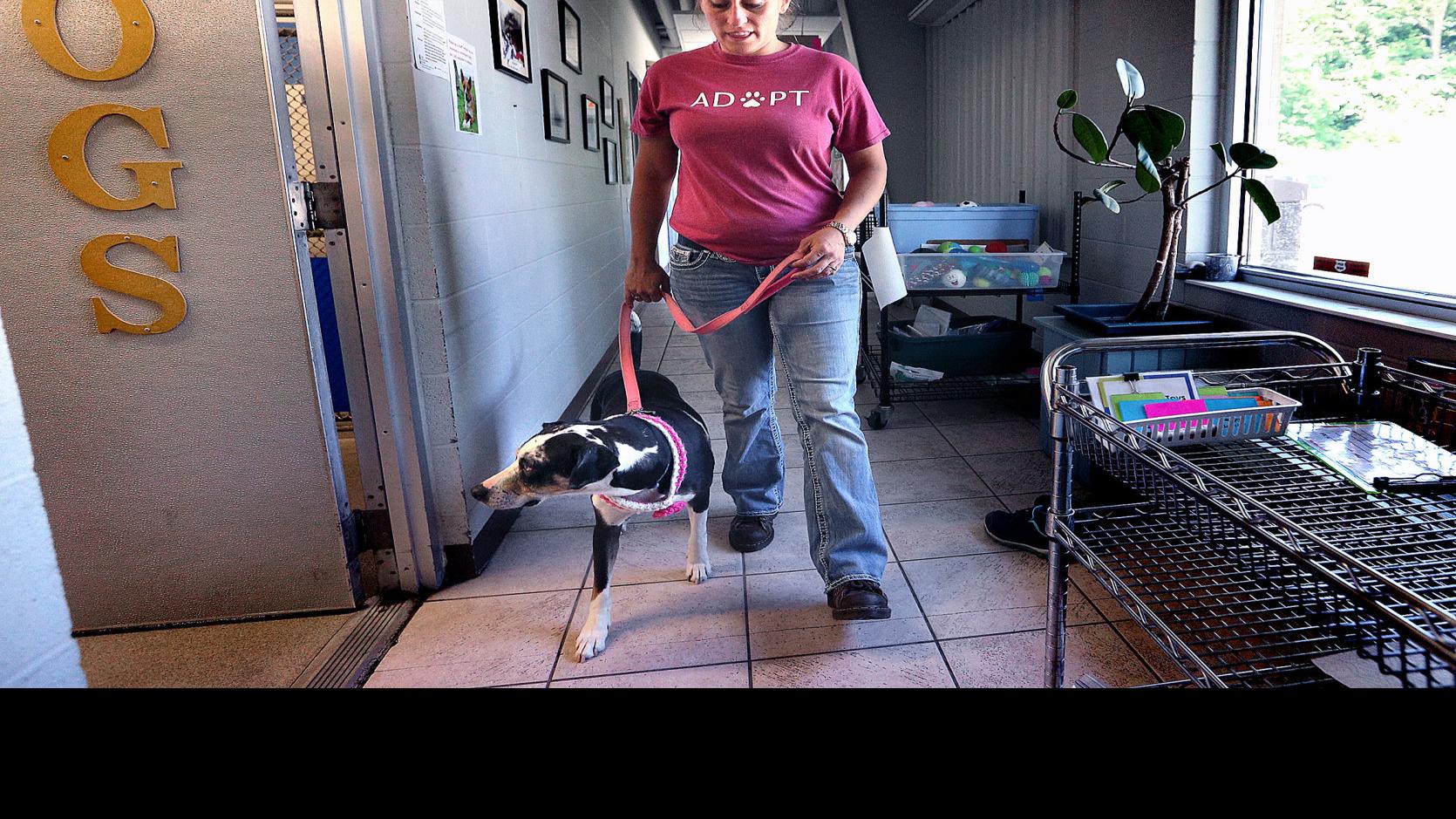Inmates At Prairie Du Chien Prison Help Dog Heal From Life Of Trauma Local News Lacrossetribune Com