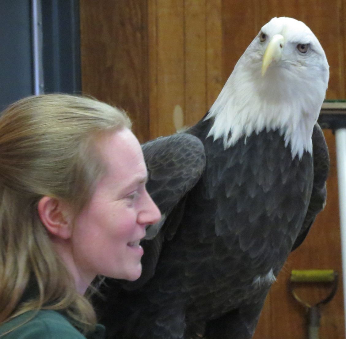 Bald Eagle Watching Day is March 5 | | lacrossetribune.com