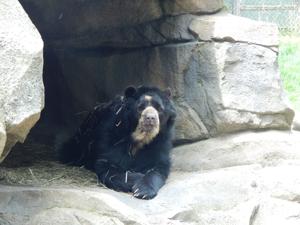 Diamond, 31-year-old Andean bear, dies at Racine Zoo