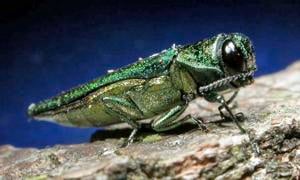 Wisconsin DNR says emerald ash borer find in Burnett County means beetle has spread across state
