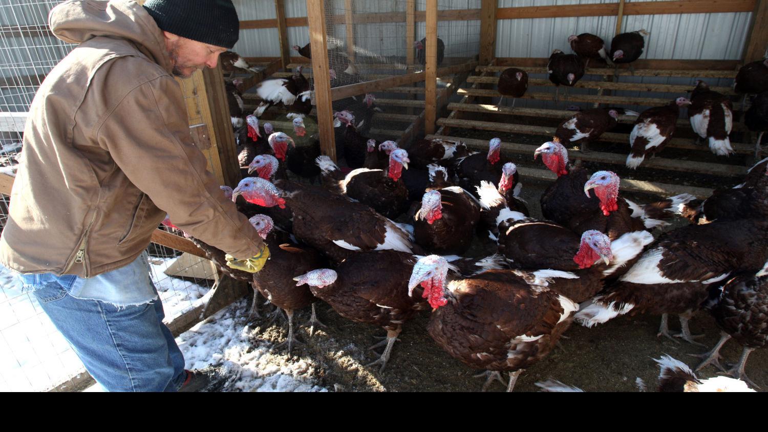Heritage Turkeys Keep Minnesota Couple In Touch With Land Local