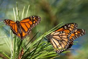 Monarch butterflies are in trouble. Here's how you can help