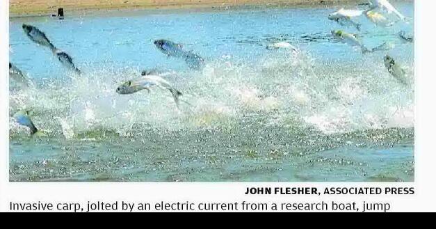 Hundreds of invasive carp caught