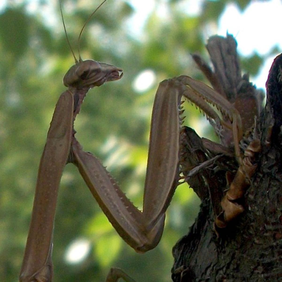 Mantis Invasion Local News Lacrossetribune Com