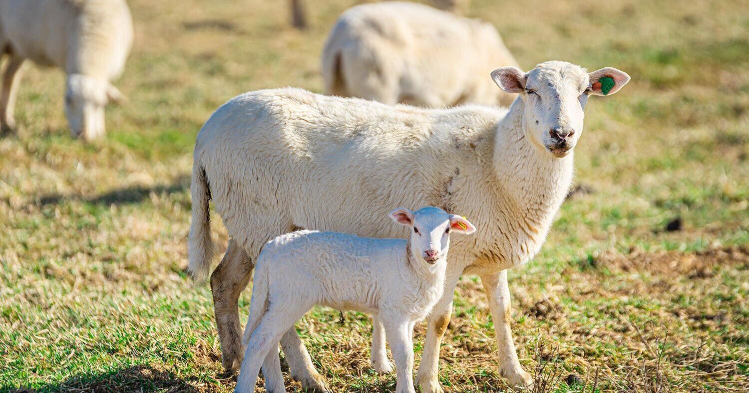 Sheep and goat pasture field day set for Aug. 11 near Lanesboro - Vimarsana News