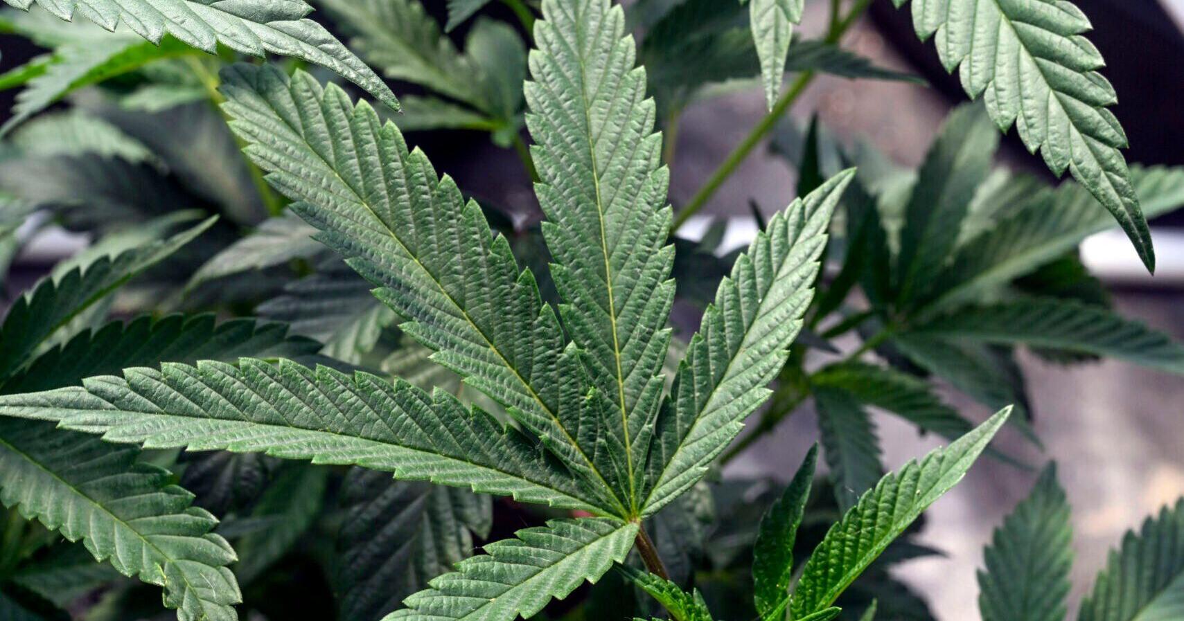 Medical marijuana would be legal in Wisconsin under new bill - Vimarsana News