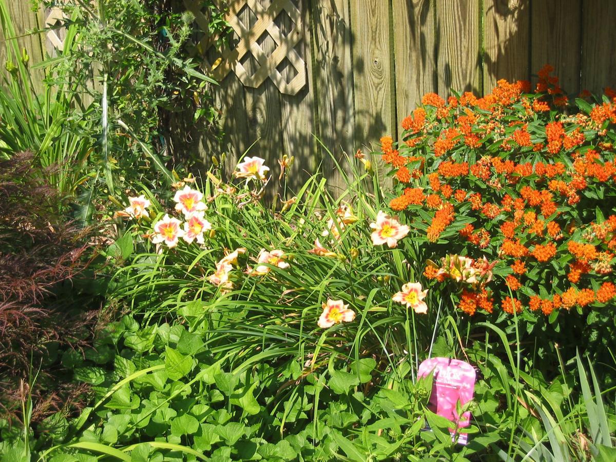 Diggin’ In Master daylily grower salutes these ‘oneday flowers