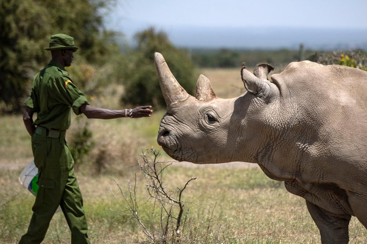 Consumer report uncovers why people buy rhino horn