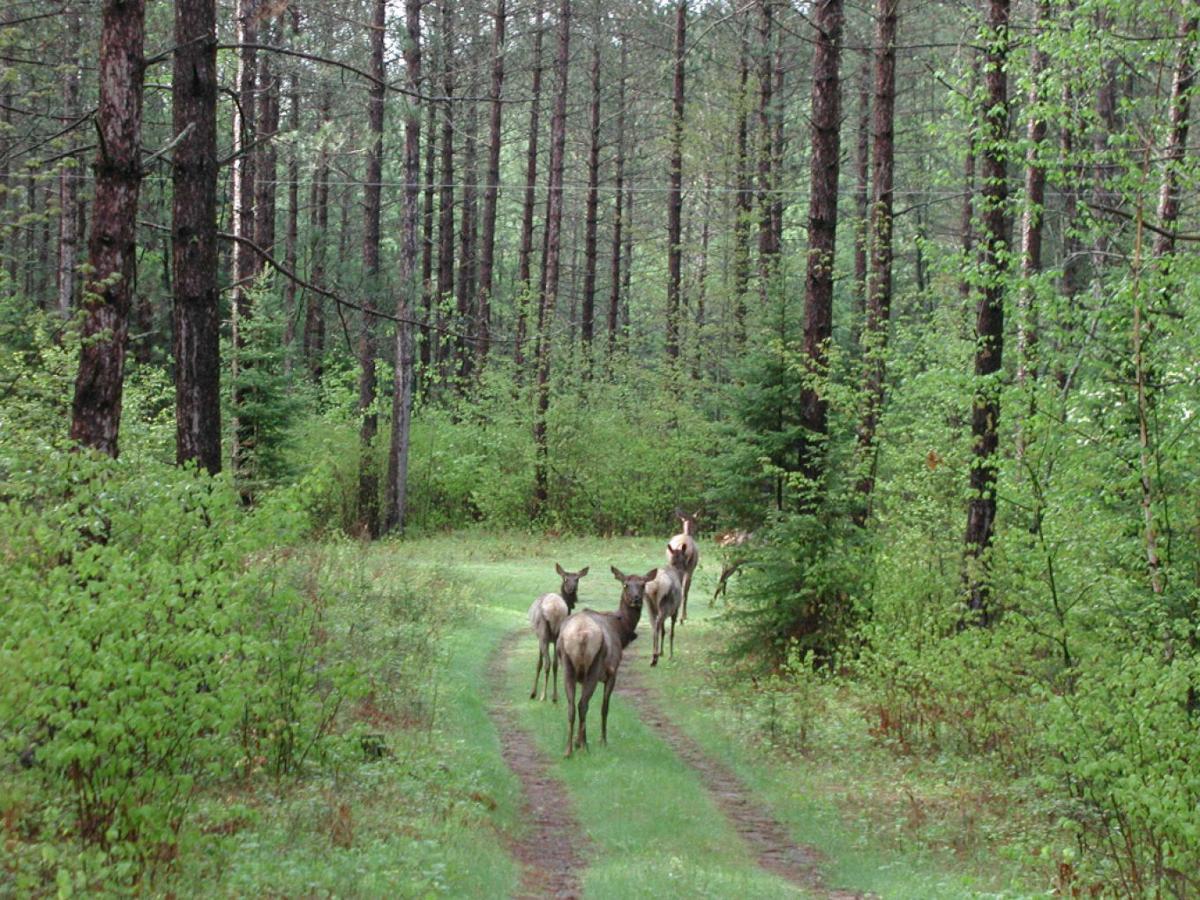 Wisconsin to jumpstart elk comeback with new herd in ...