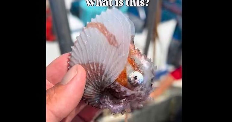 Mysterious, fabled sea creature reeled onto California fishing boat
