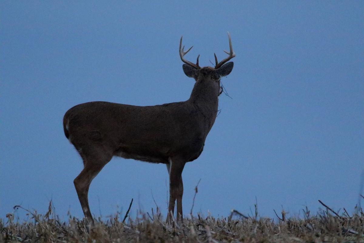 showing 1st image of Gun Deer Season Wisconsin 2018 Plentiful food, habitat means substantial deer population ... showing 1st image of Gun Deer Season Wisconsin 2018 Plentiful food, habitat means substantial deer population ...