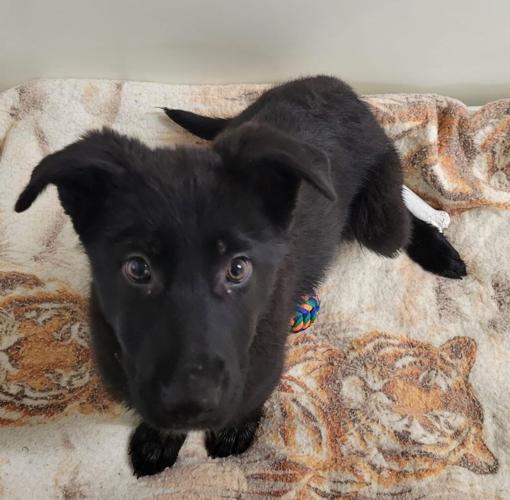 Driftless Humane Society Pets of the Week